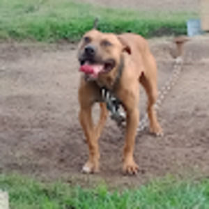 Meet your Posher, Alexander